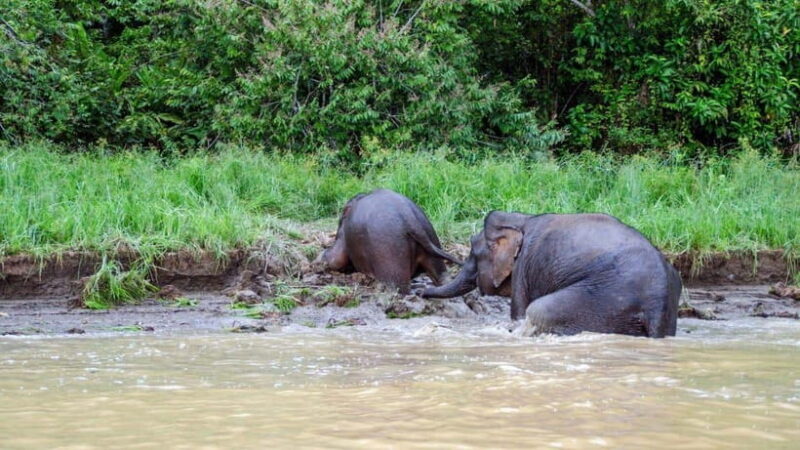 Sandakan : 3-Day Kinabatangan River Wildlife Adventure - An In-Depth Look at the 3-Day Kinabatangan River Adventure