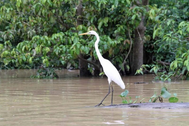 Sandakan: 3D2N The Wild Heart of Borneo River Secrets - Sandakan: 3D2N The Wild Heart of Borneo River Secrets — A Balance of Adventure and Authenticity
