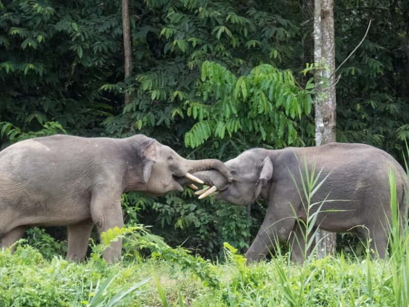 Sandakan: 3D2N The Wild Heart of Borneo River Secrets - Key Points