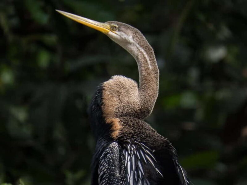 Sandakan: 3D2N The Wild Heart of Borneo River Secrets - Who Should Consider This Experience?