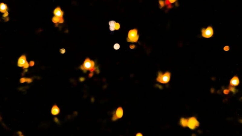 Sandakan : Fireflies and Mangrove Cruise with Dinner - Final Thoughts on the Experience