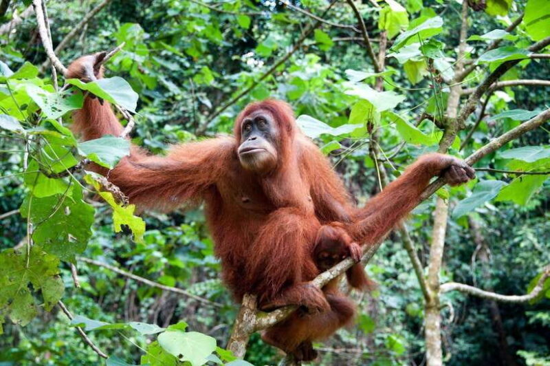 Sandakan: Orangutan Sanctuary Shared Day Trip Tour - Discover Sabah’s Wildlife with the Sandakan Orangutan Sanctuary Day Trip