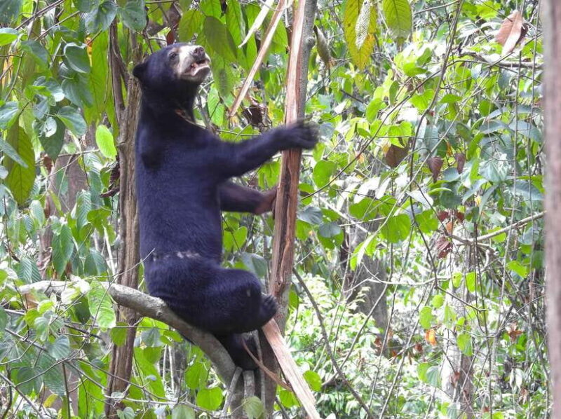Sandakan: Orangutan Sanctuary Shared Day Trip Tour - Who Will Love This Experience?