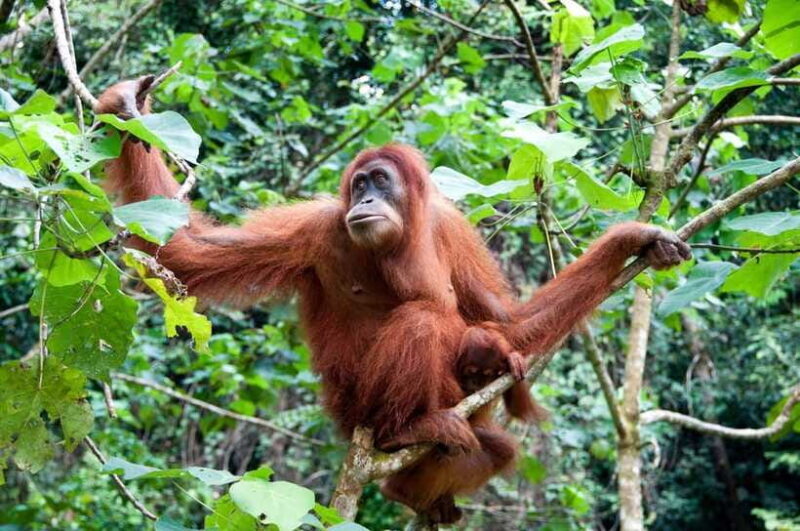 Sandakan: Orangutan Sanctuary Shared Day Trip Tour - Frequently Asked Questions