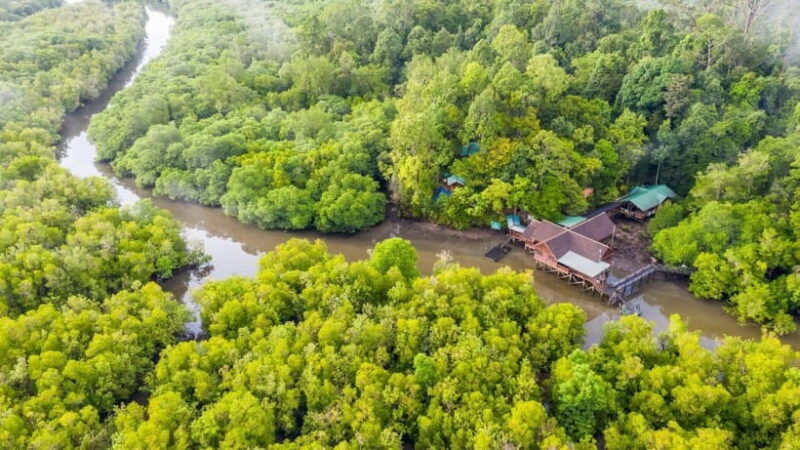 Sandakan: Orangutan, Sun Bear, Fireflies and Mangrove Cruise - Why This Tour Offers Real Value