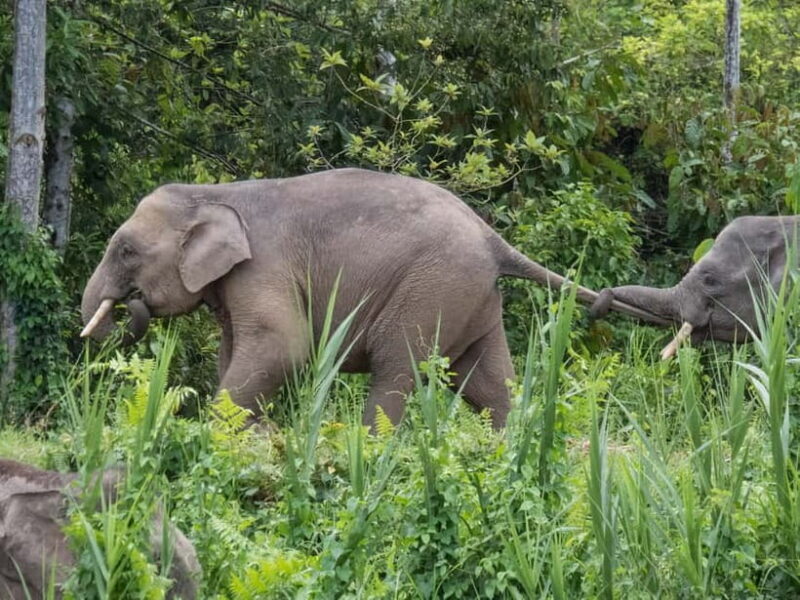 Sandakan: Sukau Rainforest Wildlife Journey & Dawn Cruises - FAQ