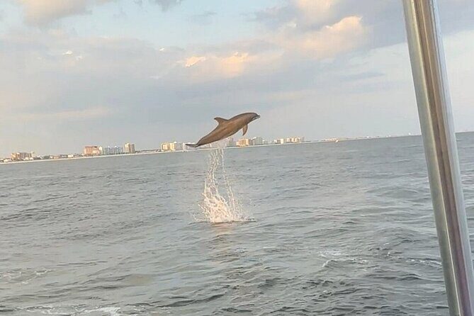 Sandestin Sunset Eco-Dolphin Cruise Aboard Sol y Luna - Key Points
