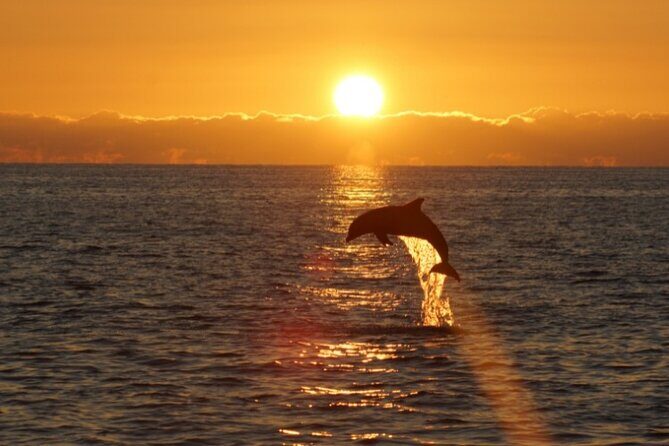 Sandestin Sunset Eco-Dolphin Cruise Aboard Sol y Luna - FAQs