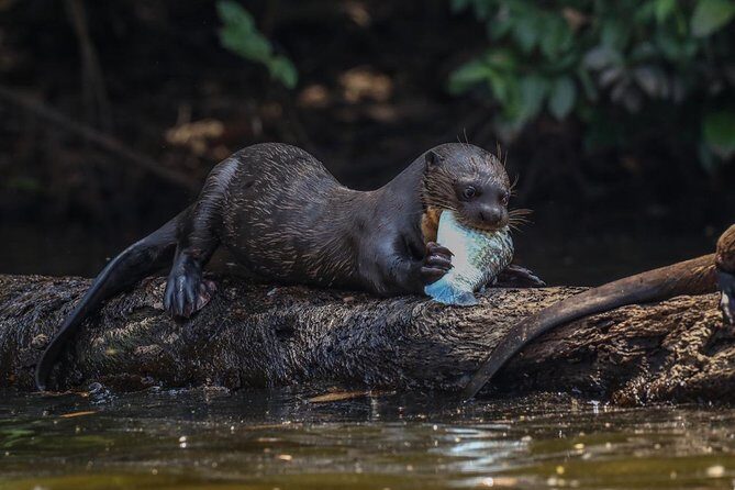 Sandoval lake and Tambopata national reserve - Sandoval Lake and Tambopata National Reserve: An Authentic Amazon Experience