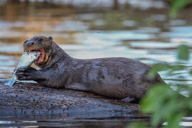 Sandoval lake and Tambopata national reserve - Who Is This Tour Best For?