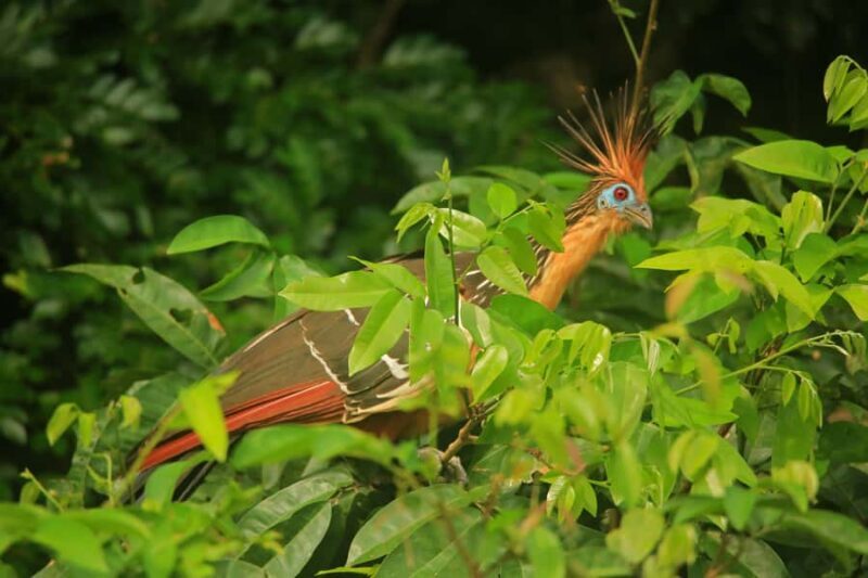 Sandoval Lake & Parrot Clay lick 3 Days/2 Nights - A Deep Dive into the Tour Experience