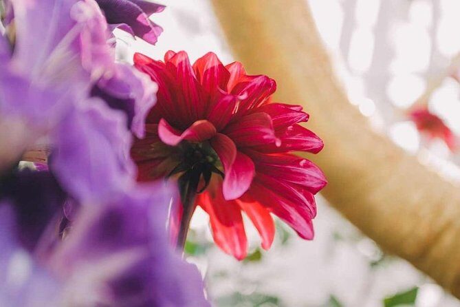 SandsSkyPark+GardensbytheBay(FlowerDome&Jurassic World)Transfers - FAQ Section