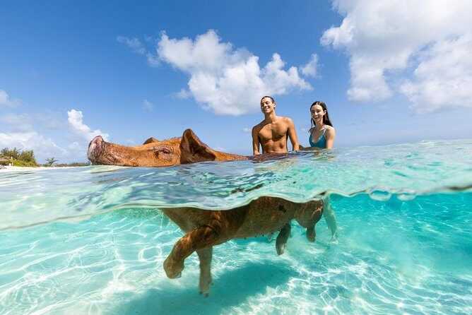 Sandy Toes The Original Rose Island and Swimming Pigs Tour - Who Will Love This Tour?
