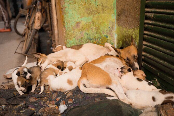 Sanjay Colony Slum Tour - FAQs