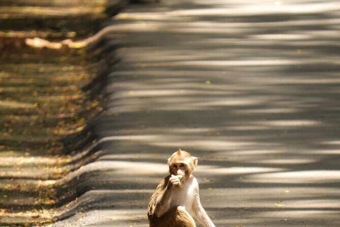 Sanjay Gandhi National Park and Kanheri Caves Day Private Tour - An In-Depth Look at the Tour Experience