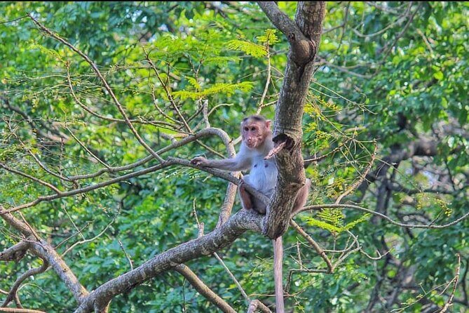 Sanjay Gandhi National Park and Kanheri Caves Day Private Tour - FAQ