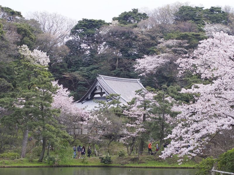 Sankeien Garden Admission - A garden built around old buildings