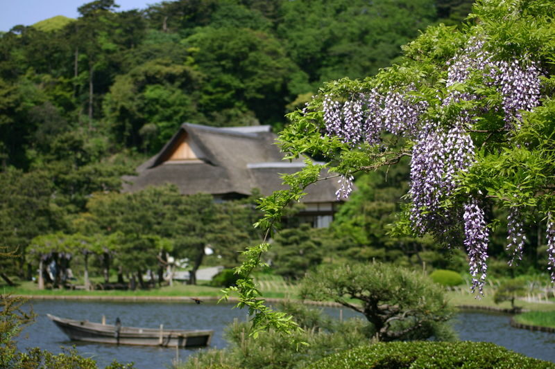 Sankeien Garden Admission - Time your visit around flowers, not just the calendar