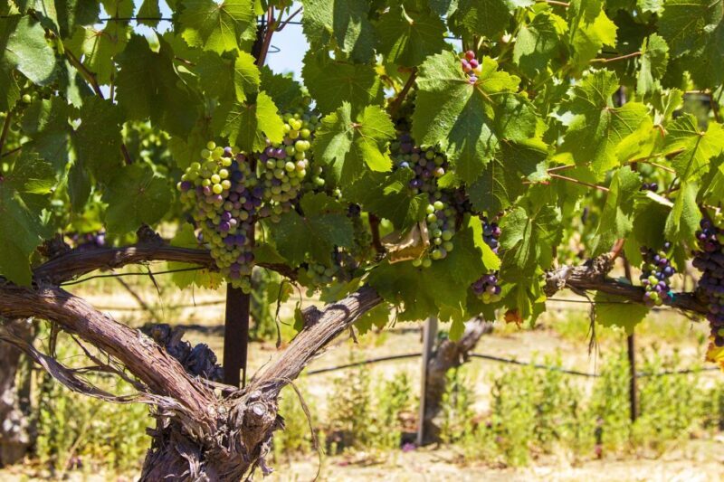 Santa Barbara: Wine Country Tour with Lunch - Final Thoughts: Is It Worth It?