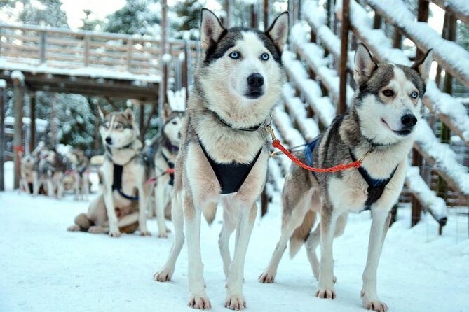 Santa Claus Village Guided Tour & Arctic Animals Adventure - Who Will Love This Tour?