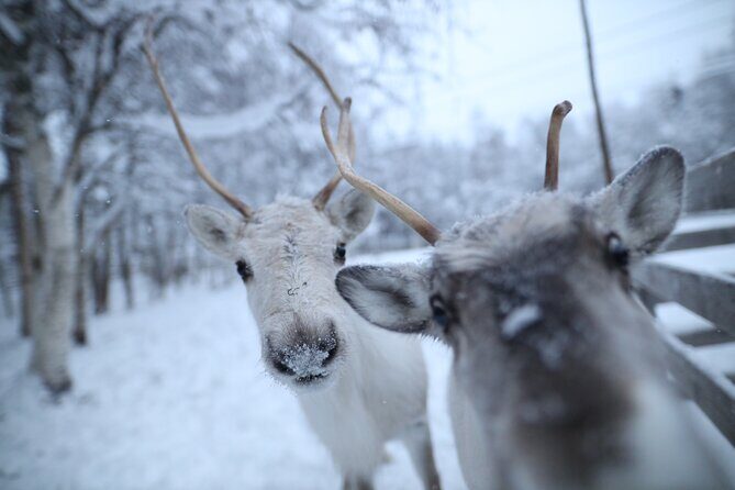 Santa Claus Village, Husky and Reindeers Combo Safari - A Deep Dive into the Tour Experience