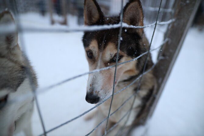 Santa Claus Village, Husky and Reindeers Combo Safari - FAQ
