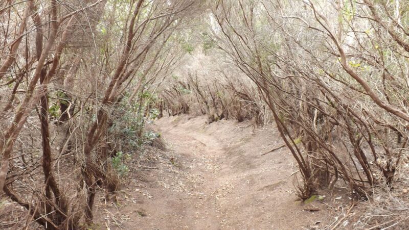 Santa Cruz de Tenerife: 2-Hour Hiking Tour in Anaga Forest - Who Will Love This Tour?