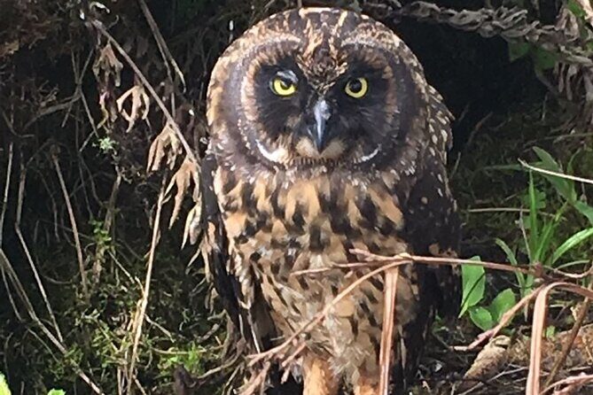 Santa Cruz Highland Tour: Giant Tortoises, Lava Tunnel & Gemelos - The Sum Up