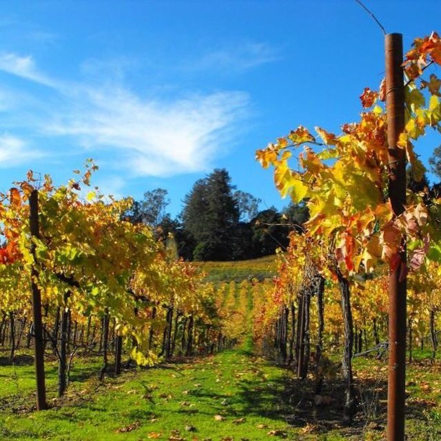 Santa Cruz: Private Custom Wine Tour with Hotel Pickup - The Sum Up