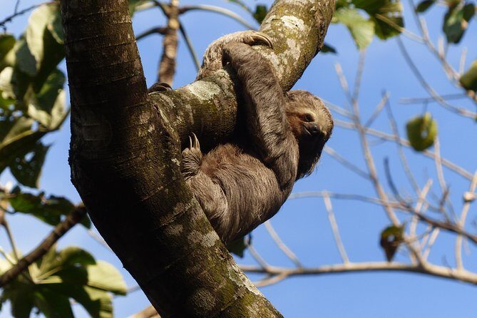 Santa Cruz Sloth and Wildlife Tour - Santa Cruz Sloth and Wildlife Tour: A Natural Encounter in Bolivia