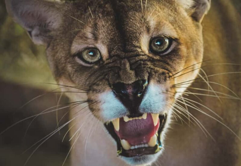 Santa Cruz: Wildlife Sanctuary and Preservation Park Tour - Who Is This Tour Best For?