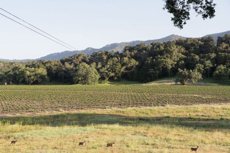 Santa Margarita: Zipline Adventure with 6 Different Ziplines - Santa Margarita: Zipline Adventure with 6 Different Ziplines