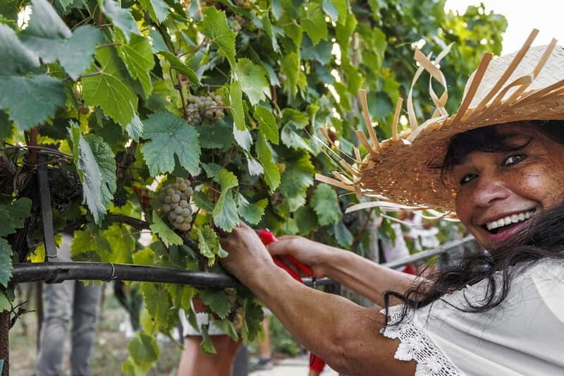 Santa Maria Imbaro: Grape Harvest with Pressing + Picnic among olive trees and vineyards - Discovering Authentic Abruzzo: Grape Harvest with Pressing and a Picnic Among Olive Trees and Vineyards