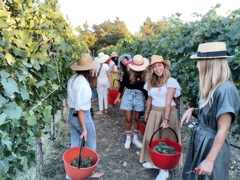 Santa Maria Imbaro: Grape Harvest with Pressing + Picnic among olive trees and vineyards - Key Points