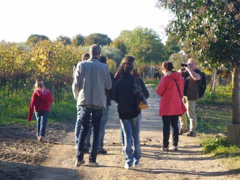 Santa Maria Imbaro: La Vinarte Wine tour - Exploring the La Vinarte Wine Tour — A Deep Dive