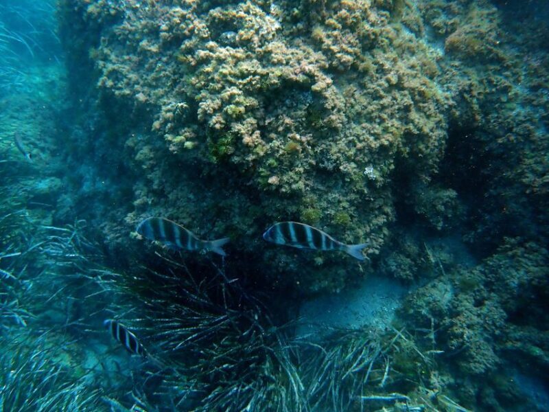 Santa Pola: 3-Hour Scuba Diving near Tabarca - Exploring Santa Pola’s Underwater World
