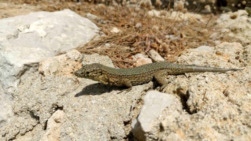 Santa Ponta/Peguera: Dragonera Island Cruise with Swim Stop - FAQ