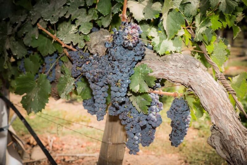 Santa Rita: Tour + Premium Wine Tasting + Private Transport - Santa Rita: Tour + Premium Wine Tasting + Private Transport