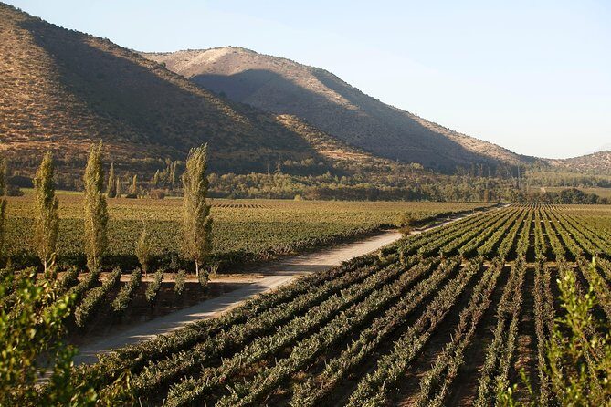 Santa Rita Winery Premium Tour - In The Sum Up