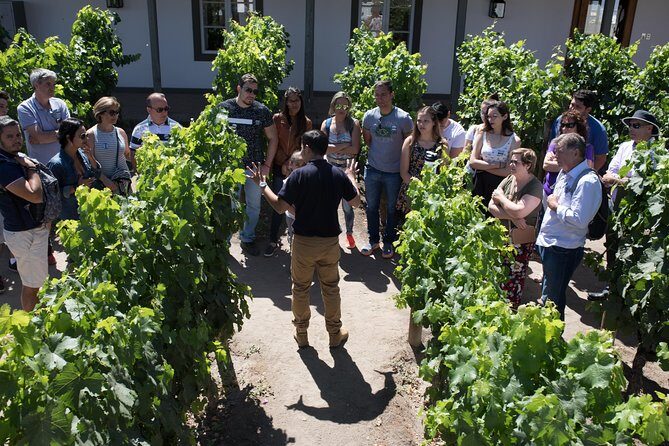 Santa Rita Winery Selection Tour - An In-Depth Look at the Santa Rita Winery Selection Tour