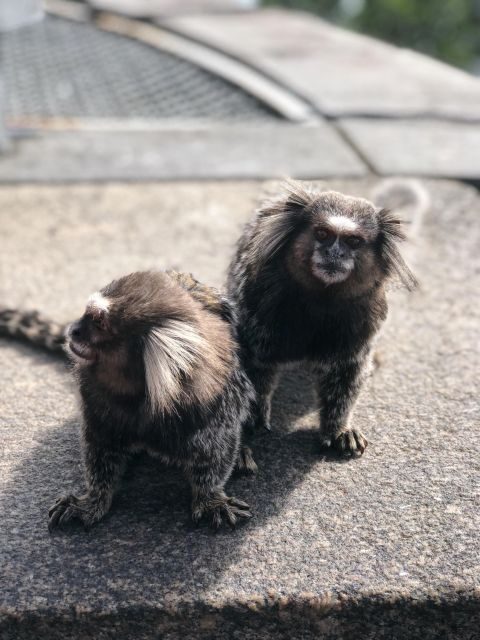 Santa Teresa - Bohemia and Art - Final Thoughts