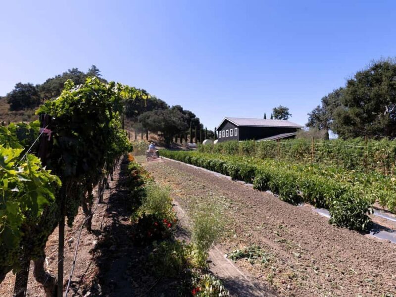 Santa Ynez 3-Winery Tour with Picnic Lunch & Tasting Fees - The Sum Up