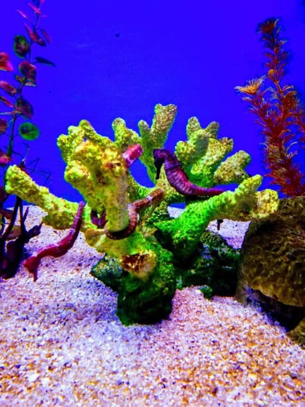 SANTAMARTA: COMBO TOUR taximarino+dolphins 5m+Aquarium+lunch+white beach - Final Thoughts