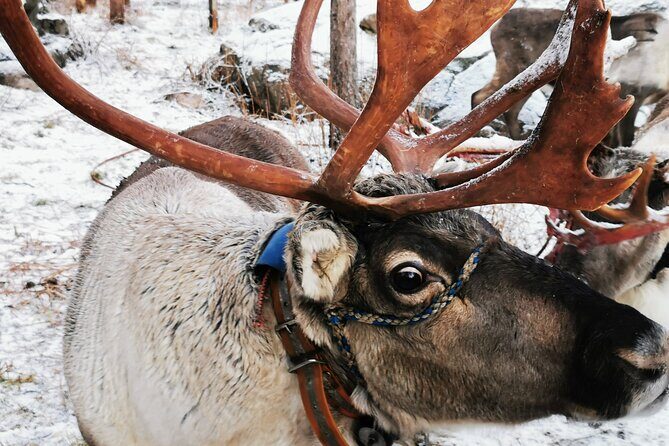 Santa's Reindeer & Husky Safari + Santa's Pets + Aurora Hunt! - Experience Santa’s Reindeer & Husky Safari + Aurora Hunt in Rovaniemi