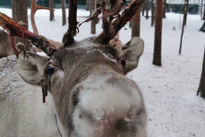 Santa's Reindeer & Husky Safari + Santa's Pets + Aurora Hunt! - Key Points