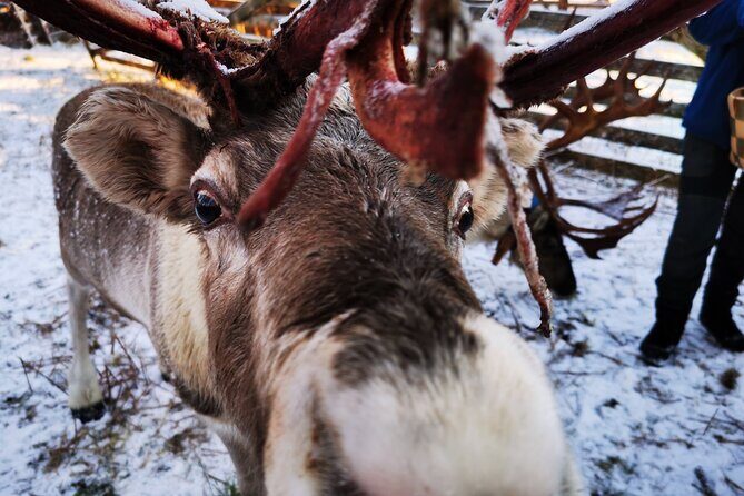 Santa's Reindeer & Husky Safari + Santa's Pets + Aurora Hunt! - Final Thoughts