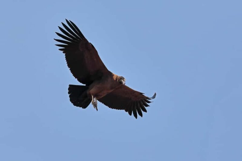 Santiago: Andes Mountains Sunset and Valle Nevado & Picnic - The Sunset Picnic — A Highlight