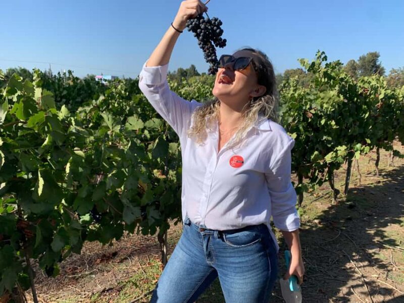 Santiago: Maipo Valley Wine Tasting Tour with 4 Vineyards - Who Is This Tour Best For?