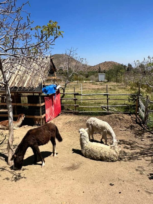 Santiago: Portillo and Laguna del Inca Day Trip with Picnic - The Sum Up