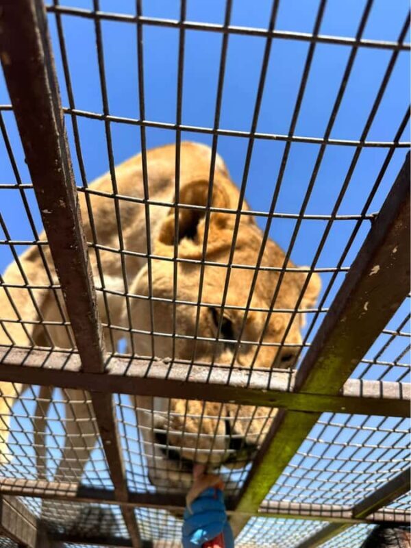 Santiago: Safari Rancagua Tour - Key Points